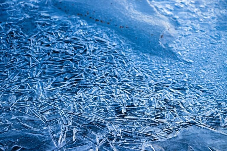 icicle prune blue color